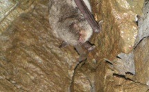 Groupe chiroptère Corse : gardiens depuis 30 ans des chauves-souris de l'ile