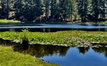 La photo du jour : les pins et les nénuphars de Creno