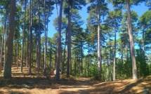 La photo du jour : a furesta di Padula