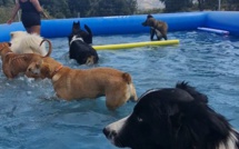 Une première en Corse : une piscine pour chiens a ouvert à Sarrola