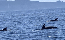 Ballet de dauphins à Scandola