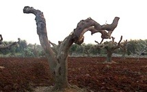 U Cullettivu Xylella Fastidiosa déplore l'absence de mesures concrètes
