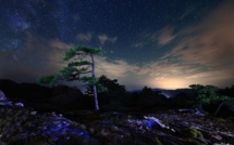 La photo du jour : l'arbre de l'Ospedale sculpté par le vent et les étoiles