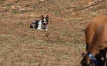 Château de Quenza : ces chiens découvrent comment encadrer un troupeau