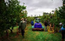 1 200 saisonniers marocains attendus en Corse pour la récolte des clémentines