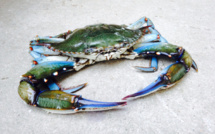 Les crabes bleus prolifèrent en Corse. Et si on les mangeait ?
