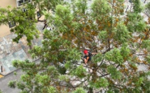 Grand Bastia : Pour lutter contre le réchauffement climatique, la CAB mise sur les arbres