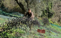 La récolte "à l'ancienne" des olives en Corse incluse au patrimoine culturel immatériel
