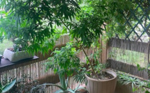 Alata : Il cultivait du cannabis sur son balcon. 50 plants saisis par les gendarmes