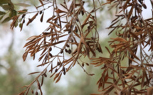 Xylella fastidiosa : L'appel à la vigilance des préfectures de Corse