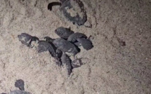 VIDEO - Des bébés tortues sont nés à Cala d’Orzu