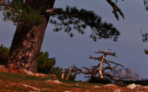 La photo du jour : Un visage magique aux aiguilles de Bavella