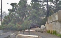 Mauvais temps : Un arbre se couche à Montesoro. Deux automobilistes mis en sécurité à Poggio d'Oletta