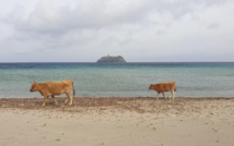 La photo du jour : les vaches de Barcaggiu