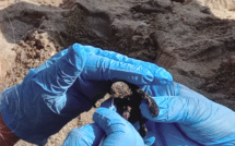 EN IMAGES. Pietracorbara : Une quinzaine de tortues caouannes sont nées
