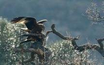 C'est le Printemps : Les oiseaux ne se cachent pas pour s'unir !