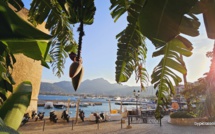 Calvi : le bananier de la tour du sel