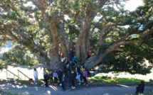 L'arbre de l'année : Votez pour "U saviu verde" d'Olmi-Cappella