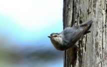 Les couples de Sitelle recherchent leurs loges…