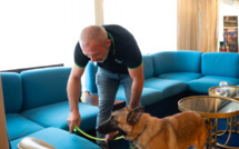 Détection canine pour les punaises de lit, un cocktail « écologique » pour la Corse