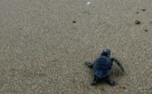 Une nouvelle éclosion de tortues caouannes sur la plage de Farinole