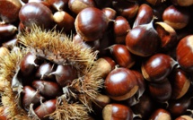 Châtaigne corse : Après la crise du cynips, la récolte 2023 s'annonce prometteuse