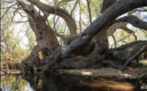Et si le Tamaris de l’Osari, était élu arbre de l'année 2023 ?