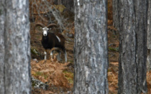 La photo du jour : Muvrone observateur