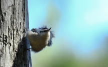 Les Sitelles de Corse et leurs loges (2)