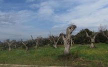 U Cullettivu Xylella fastidiosa demande l’interdiction d’entrée de tous les plants de végétaux en Corse !