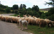 Pastoralisme : la transhumance inscrite au patrimoine culturel immatériel de l’Unesco
