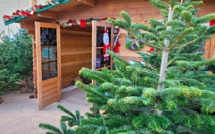A Ajaccio, la vente de sapins de Noël ne connait pas la crise 