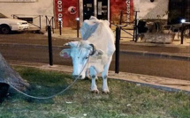Bastia : Risque de transmission de la tuberculose bovine à l'homme