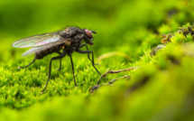 Douze nouvelles espèces d'insectes découvertes en Corse