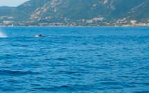 Ajaccio : Un cachalot à l'entrée du port