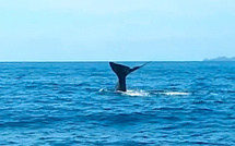 Cachalot d'Ajaccio : Et maintenant, il plonge