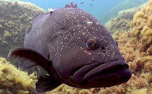 En Corse, le moratoire interdisant la pêche du corb et du mérou reconduit pour dix ans