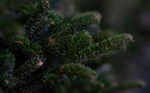 Grand Bastia : que faire de son sapin de Noël après les fêtes ?