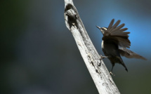 Les Sittelles corses et leurs loges (3)