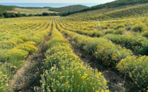 L’huile essentielle d’immortelle de Corse fait le pari de la qualité 