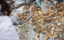 Retour "inquiétant" des biomédias sur les plages de Haute-Corse : L'association Mare Vivu se mobilise 