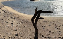 La photo du jour : A massedda di Capulaurosu