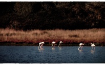 La photo du jour : les flamants roses de Portivechju