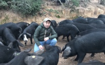 Abattre des porcs à Porto-Vecchio ? "Ca nous changerait la vie", espèrent les éleveurs de la microrégion