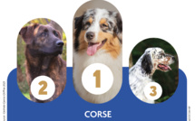 Quel est le chien préféré des Corses ?