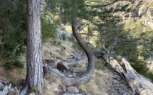La photo du jour : dans la forêt de Bonifatu