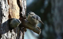 Les Sittelles corses et leurs loges (4)