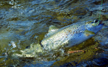 Pêche à la truite : Comment se présente la nouvelle saison qui démarre samedi ?