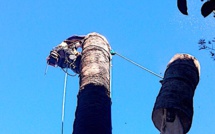 Rameaux de Pâques : comment faire avec la disparition des palmiers ?