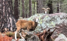 La photo du jour : Ascu, la belle rencontre